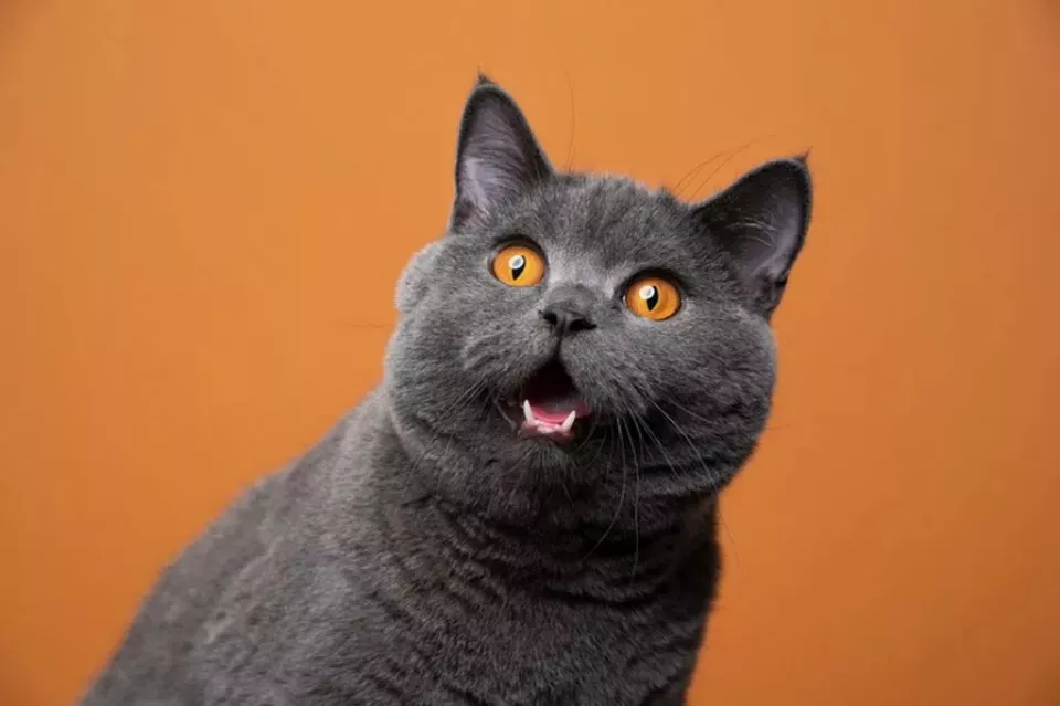 伦敦天价猫咪保姆招聘走红：时薪600元需要会弹琴