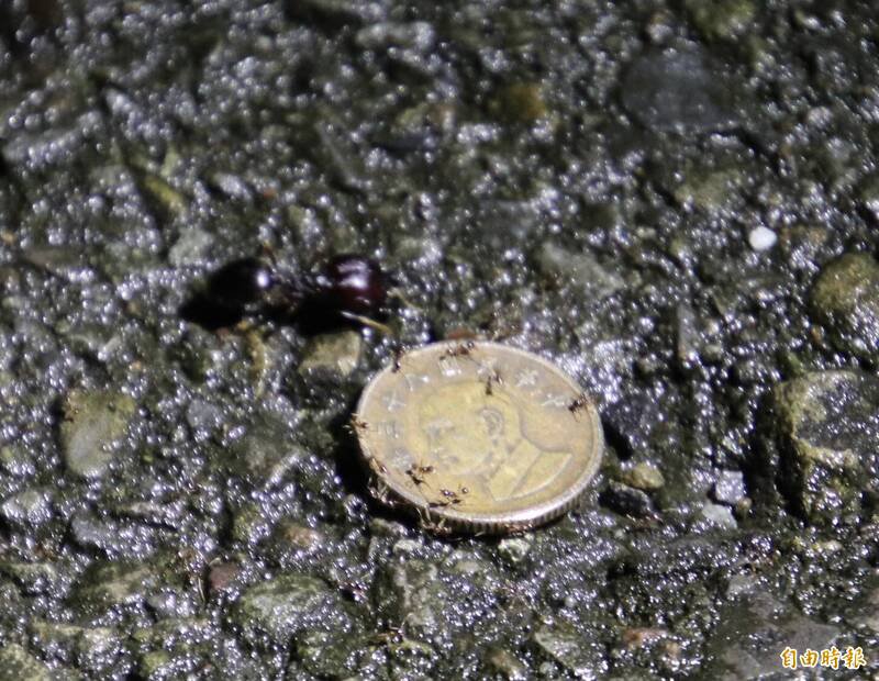 某认识蚂蚁的相关社群，因网路言语的礼节问题，出现大人欺负小学童的官司。（记者黄美珠摄）