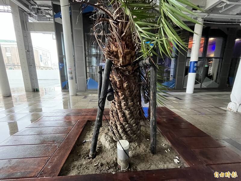 基隆城际转运站花台内多民众乱丢烟蒂。（记者卢贤秀摄）
