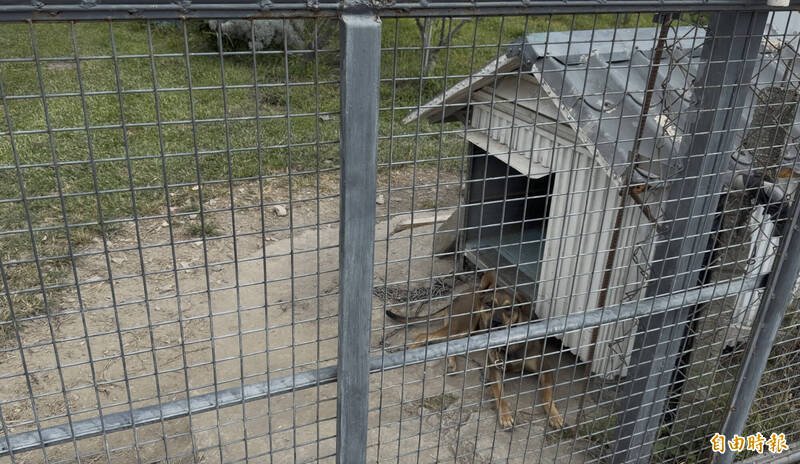 看门狗不是那么好找或培养，看到陌生人马上流口水、摇尾巴，明显恶犬成「饿犬」。（记者刘人玮摄）