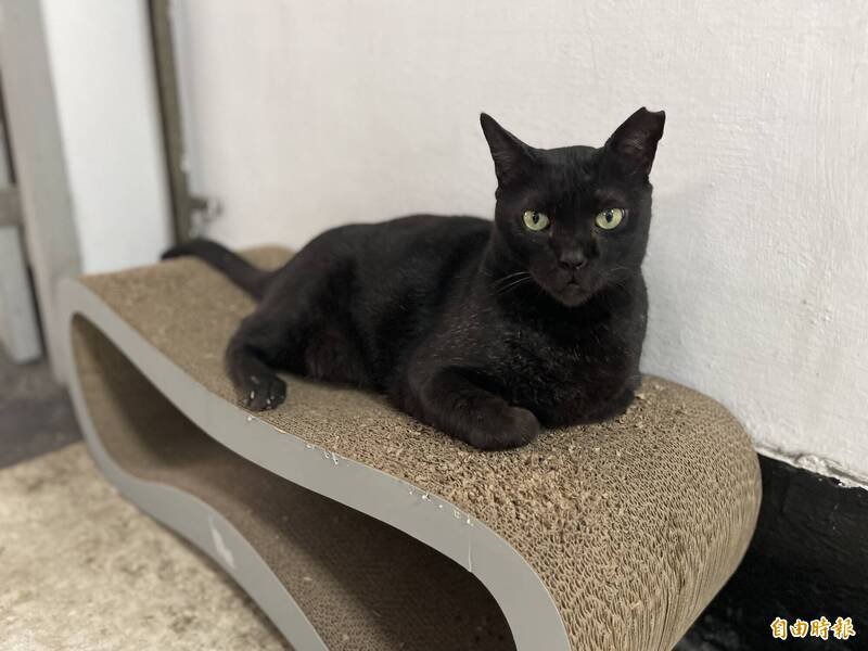 「黑豹」刑警猫成高雄刑大破案吉祥物，原型还协助刑大破案。（记者黄良杰摄）