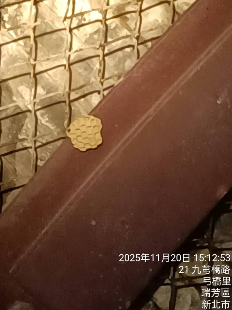 新北市动保处获报后即请捕蜂达人团队前往事发地点地毯式搜索，在下午3点许于隧道内发现拳头大小黄脚虎头蜂巢，已完成移除。（新北市动保处提供）