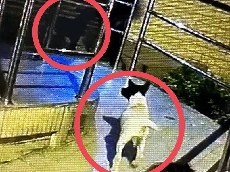 车上两只狗狗一度被带回派出所照顾。（警方提供）