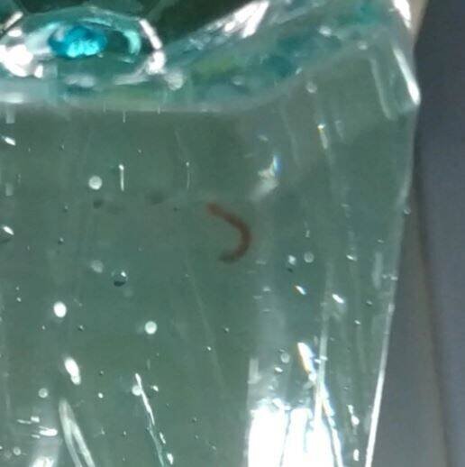 高雄某住商大楼遭红线虫入侵 ，女住户饮用自来水后昏迷命危。示意图（翻摄Dcard）