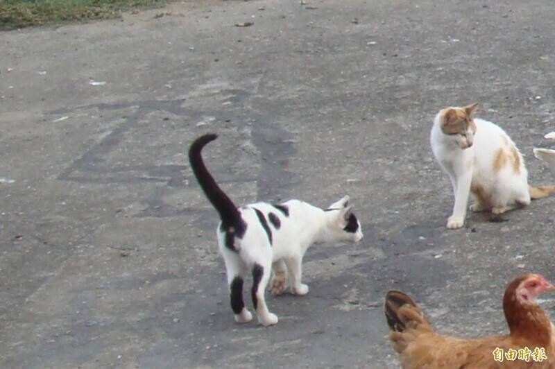 侦讯时，尽管两人皆主张自己是「正当防卫」，不过检察官比对医院诊断证明书及现场伤势照片后，认定二人行为均已触犯刑法伤害罪嫌，依法予以起诉。（资料照）