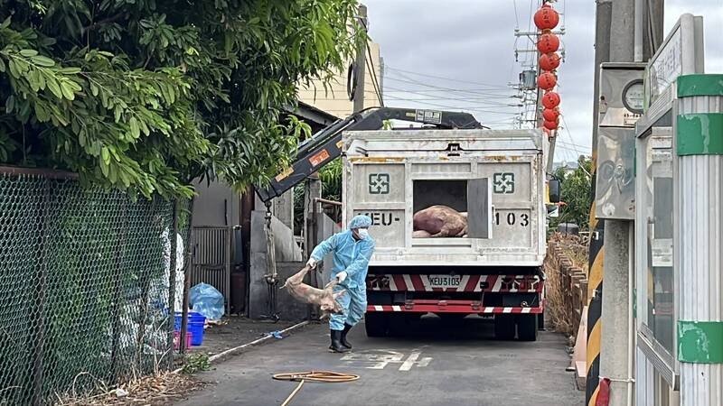 台中梧栖洽兴畜牧场去年爆发非洲猪瘟，造成猪只大量死亡，并波及全台养猪产业，台中地检署今天将陈姓猪农父子起诉。（资料照）