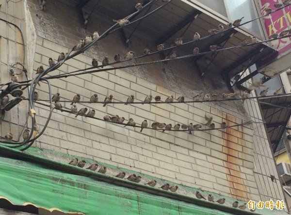 麻雀「饕客们」吃饱了就飞到店门口的电线、门簷稍做休息再飞走。（记者李容萍摄）