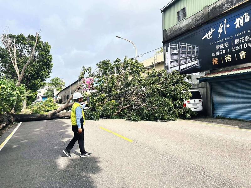蔷琵狂风肆虐，彰化市1棵巨树倒塌重压救护车。（市公所提供）