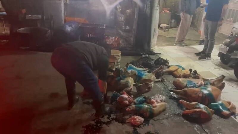民代与动保团体会同动防所与警方，在鹿港郊区查获一处非法屠宰场，现场查扣猪、羊、鹿等动物屠体送化制销毁。（县议员吴韦达提供）